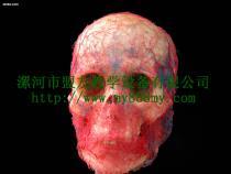 【鑄型標(biāo)本-圖為頭部動(dòng)靜脈鑄型標(biāo)本(正面)】my-01,價(jià)格,廠家,圖片,供應(yīng)商,庫存辦公、文教用品,漯河市盟友教學(xué)設(shè)備 - 產(chǎn)品庫 - 阿土伯交易網(wǎng)