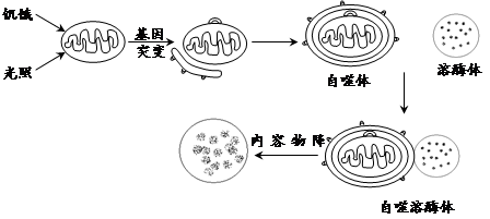 美國生物化學(xué)家卡爾文和他的同事在上個世紀(jì)50年代應(yīng)用同位素示蹤技術(shù).即14CO2飼養(yǎng)小球藻.觀察在小球藻光合作用中碳的轉(zhuǎn)化和去向.從而首次揭示了自然界最基本的生命過程.(1)光照下卡爾文給小球藻懸浮液通入14CO2.一定時間后殺死小球藻.同時提取產(chǎn)物并分析.實驗發(fā)現(xiàn).僅僅30秒的時間.放射性代謝產(chǎn)物多達(dá)幾十種.縮短時間到7s.題目和參考答案