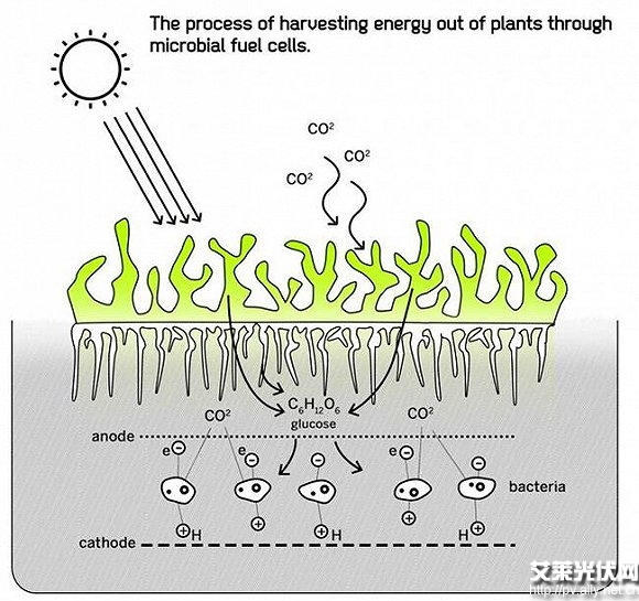 西班牙學生發明苔蘚光伏電池 - 光伏新聞 - 艾萊光伏網-光伏行業的領先資訊網,光伏產業觀察的官方網站
