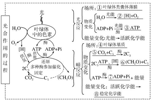 高考生物一輪復(fù)習(xí) 分子與細胞思維導(dǎo)圖專題匯總匯總