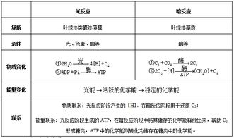 光合作用的原理、過程與應用